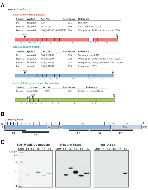Fig. 4. Alternative splicing yields different myocd  transcripts with similar C-termini coded by exons 13 and 14