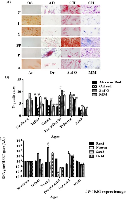 Figure 2.  Pluripotency profile from rats mesenchymal stem cells at different age. (A) Representative  pictures of mesenchymal stem cell from bone marrow of studied age group after 14 days with specific  differentiation medium