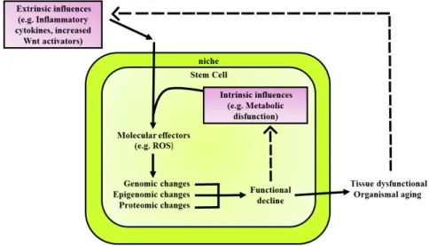 Figure 1.6. Extrinsic and intrinsic influences on stem cell aging. Adapted from Liu et al