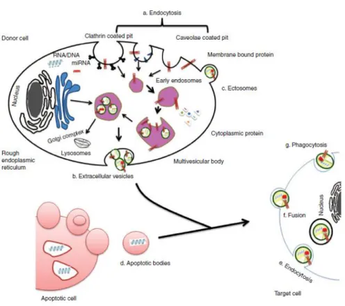 Figure 1.11. Origin of EVs. It is generally via (a) endocytosis or inward budding of plasma membrane  that consist of lipid rafts and is mediated by clathrin-dependent or caveolae-dependent pathway, This  gives  rise  to  (b)  early  endosomes  leading  to