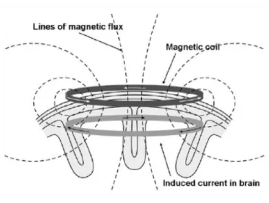 Figure 2.1. Representation of the primary electric current  in the coil, the generated magnetic forces and the electric  current induced in the brain surface
