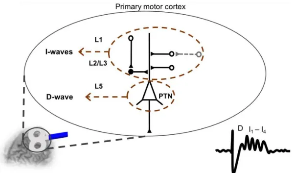 Figure 2.2. Schematic representation of the neural components that generate the direct wave (D-wave)  and the indirect waves (I-waves)