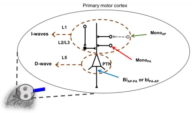 Figure 2.7. Schematic representation of motor cortex neural components and their interaction with TMS  waveforms and current directions