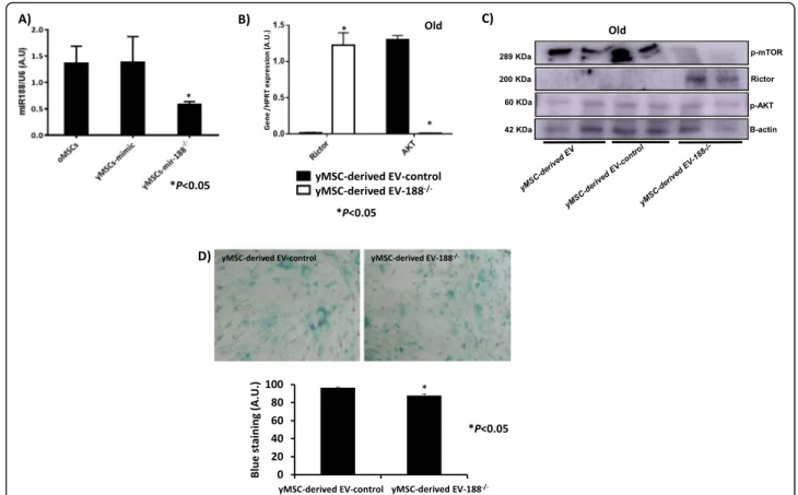 Fig. 7 Effect of inhibition of miR-188-3p in MSCs. a miR-188-3p expression in old MSCs and young MSCs transfected with mimic or miR-188-3p inhibitor, as determined by RT-qPCR analysis normalised with the expression of U6 small nuclear RNA