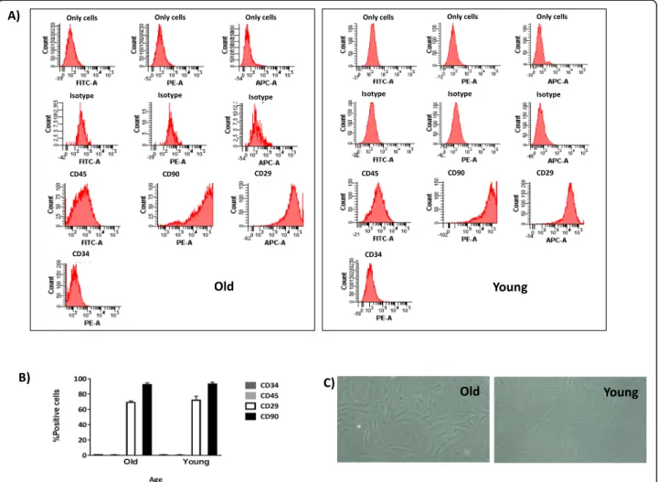 Fig. 1 Characterisation of MSCs from the rat bone marrow at several ages. a One representative fluorescence-activated cell sorting (FACS) assay is shown for old MSCs and young MSCs