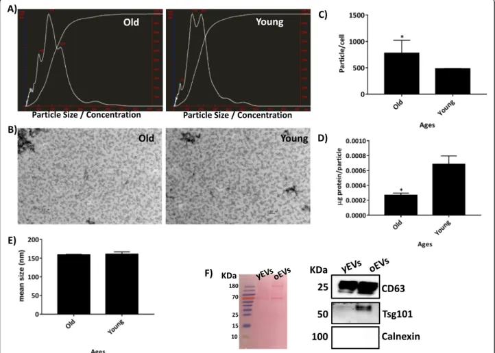 Fig. 2 NTA study of MSC-derived EVs at several ages. a Representative results from the NTA assay of old and young MSC-derived EVs