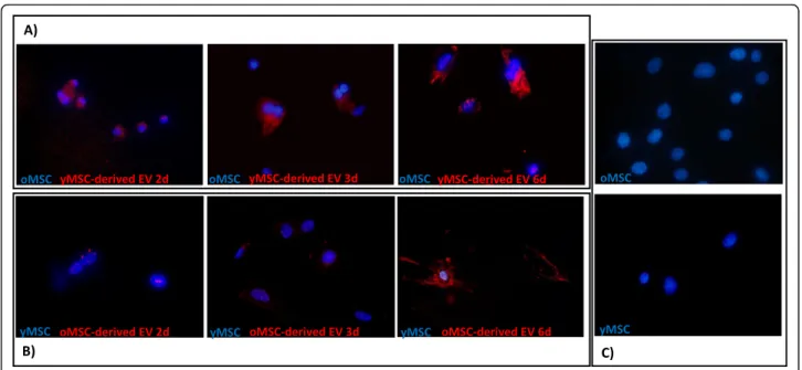 Fig. 4b), while it was increased statistically in young MSCs treated with old MSC-derived EVs (P < 0.05; Fig