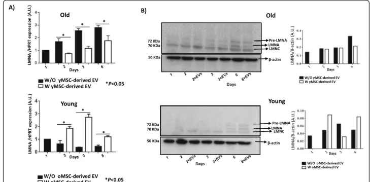 Fig. 5 Study of senescence in MSCs. a The histograms represent the gene expression of LMNA normalised by HPRT, a housekeeping gene, in old and young MSCs with or without young or old MSC-derived EVs