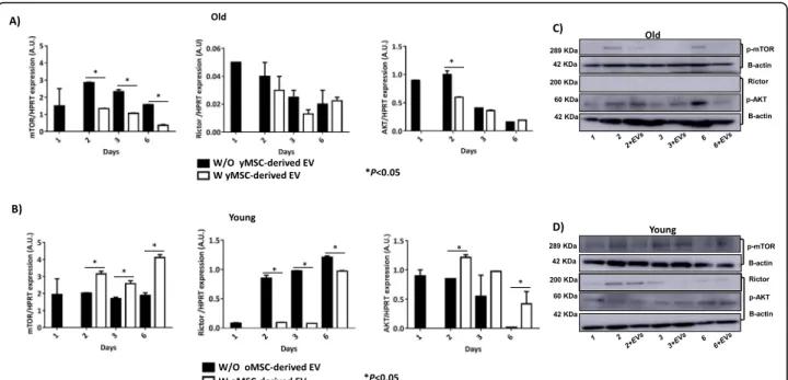 Fig. 6 Study of mTOR family in MSCs. a The histograms represent the gene expression of mTOR, Rictor and AKT normalised by HPRT, a housekeeping gene, in old MSCs with or without young MSC-derived EVs at different times (2, 3 and 6 days)