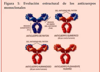 Figura  1:  Evolución  estructural  de  los  anticuerpos  monoclonales