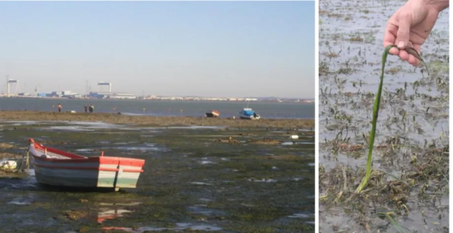 Fig. 1. Vista general de una pradera de fanerógamas marinas en el saco interno de la Bahía de Cádiz (arriba)  y detalle de una fanerógama marina (abajo) 