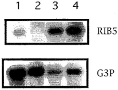 Figura 7.  Análisis  Northem de la expresión de los  genes RIBS  y  PGK en cepas  de  Ashbya gossypii con diferentes modificaciones dellocus RIBS