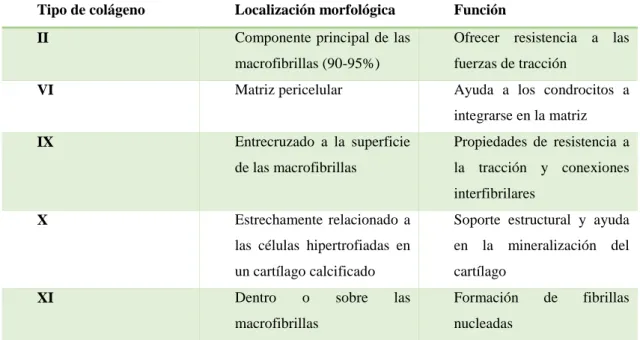 Tabla I: Tabla con los diferentes tipos de colágeno presentes en el cartílago articular  junto a sus funciones