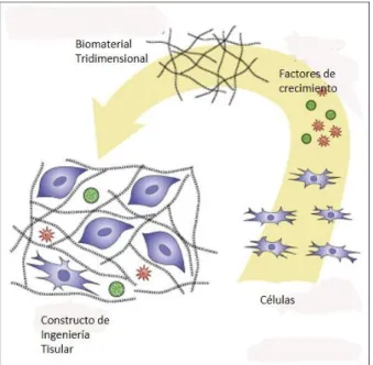 Figura  6:  Detalle  esquemático  de  un  constructo  de  IT.  Se  pueden  observar  los  componentes  que  participan:  células,  biomateriales  y  factores  de  crecimiento