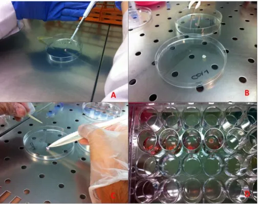 Figura 9: Siembra del conjunto celular sobre el biomaterial y cultivo del modelo de reparación