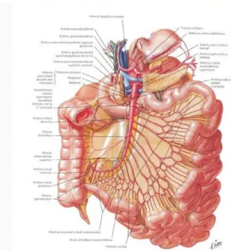 Figura 5. Absceso post operatorio. (citado de sitio web de la UCLM 2015) 