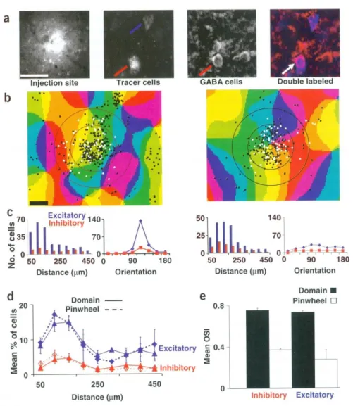 Figure  4  Anatomical  analysis  of  local  excitatory  and  inhibitory  projections  to  pinwheel  centers  and  orientation  domains