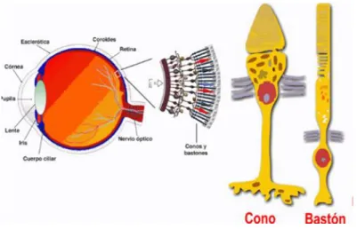 Ilustración 1 cono y bastón, recuperada de  https://www.ioba.es/desconoces-tu-retina/ 