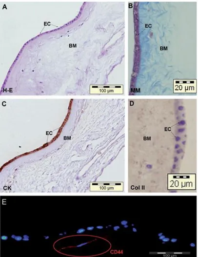 FIG.  2.  Histological  characterization  of  human  amnion-derived  cells.  Sections  of  healthy human amniotic membrane (n = 4) stained with (A) H-E and (B) MM, by  immunohistochemistry for (C) CK and  (D) Col II, and  by immunofluorescence for  CD44 (E