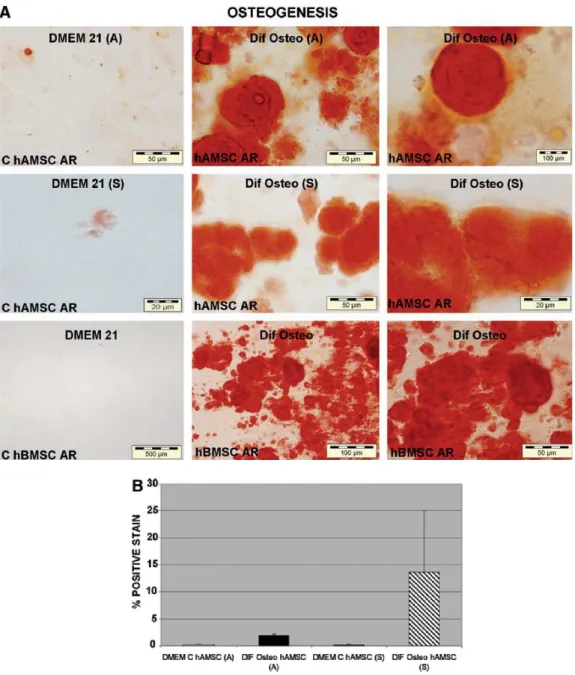FIG. 6. In vítro osteogenic differentiation potential of hAMSCs isolated using protocols of (A) Alviano et al