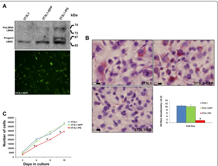 Fig. 1 Characterization of green fluorescent protein (GFP)-expressing and progerin (PG)-expressing 3T3L1 cells