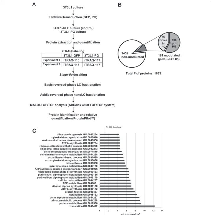 Fig. 2 Isobaric tags for relative quantification (iTRAQ) of modulated proteins in 3T3L1-PG cells