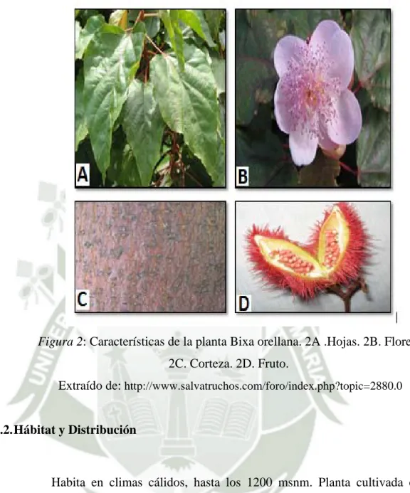 Figura 2: Características de la planta Bixa orellana. 2A .Hojas. 2B. Flores. 