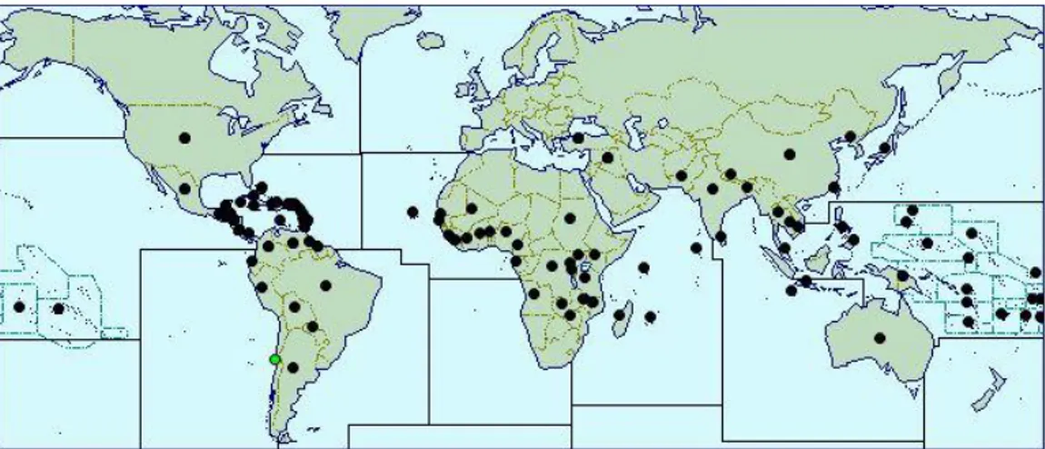 Figura  5-12    Distribución  de  la  especie  Momordica  charantia  en  el  mundo (http://www.cabi.org/,2016)
