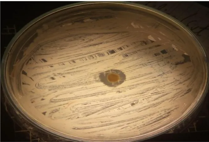 Gráfico II. Crecimiento de Candida albicans en Agar papa dextrosa a 37°C. 