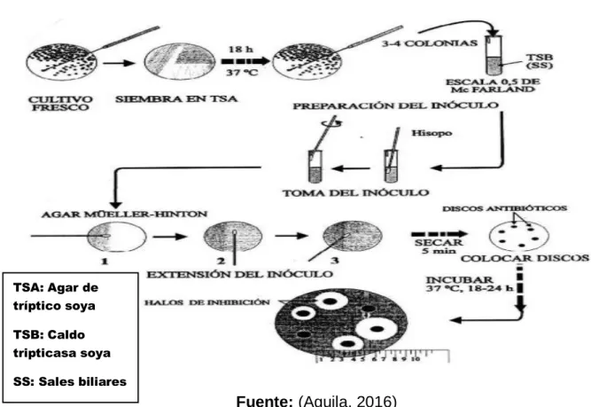 Figura 1 Antibiograma 