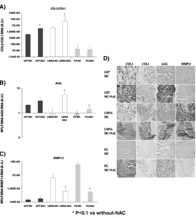Figure 5. Effect of reactive oxygen species (ROS) on chondrogenic differentiation of mesenchymal stem cells (MSCs) transduced  with green fluorescent protein (GFP), lamin A (LMNA) or progerin (PG)