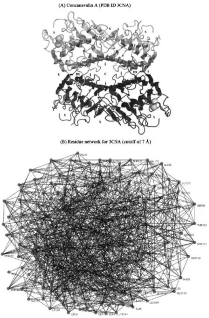 Figure 2.  Representations  of  a  lectin  with  PDBID  3CNA  (concanavalin):  (A)  3D  structure model for a full complex and (B) complex network graph