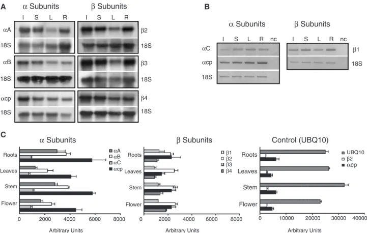 Fig. 4 Expression analysis of CK2 a and b subunits from Arabidopsis. (A) Northern blot analysis for subunits aA, aB, acp, b2, b3 and b4.