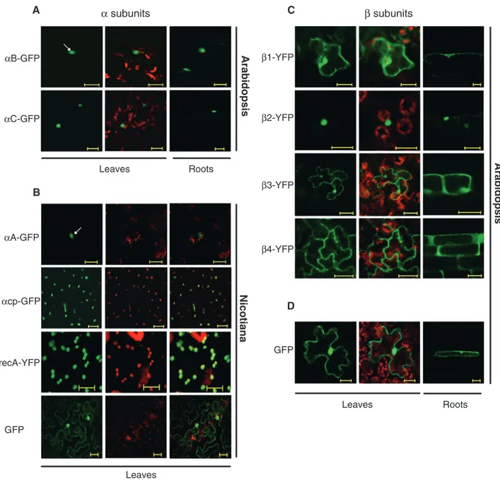 Fig. 5 Subcellular localization of CK2:YFP/GFP fusion proteins. (A) Transgenic Arabidopsis plants transformed with XVE inducible constructs coding for CK2a:GFP fusion proteins (for aB, aC) were obtained