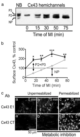 Fig. 1. MI induces dephosphorylation of Cx43 hemichannels and increases surface expression