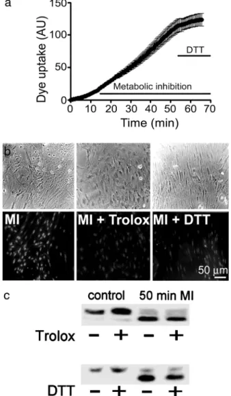 Fig. 3. Intra- but not extracellular GSH blocks the dye uptake induced by MI.