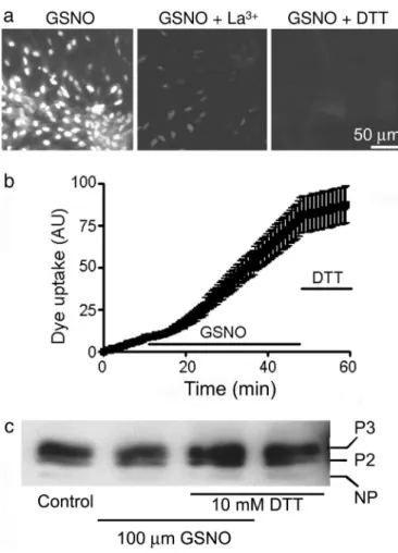 Fig. 5. An NO donor and MI increase S-nitrosylation of surface Cx43.