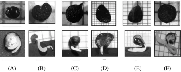 Fig. 1: Morfología externa de semillas no germinadas (superior) y germinadas (inferior) de las seis especies en estudio de la zona árida de Chile; (A) C