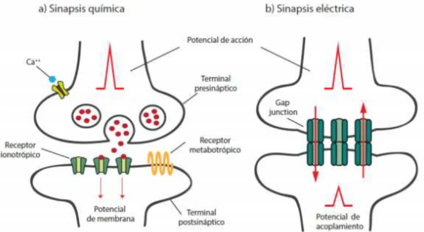 Figura 5.2: Tipos de sin´ apsis , a) qu´ımica, b) el´ectrica [ 45 ]