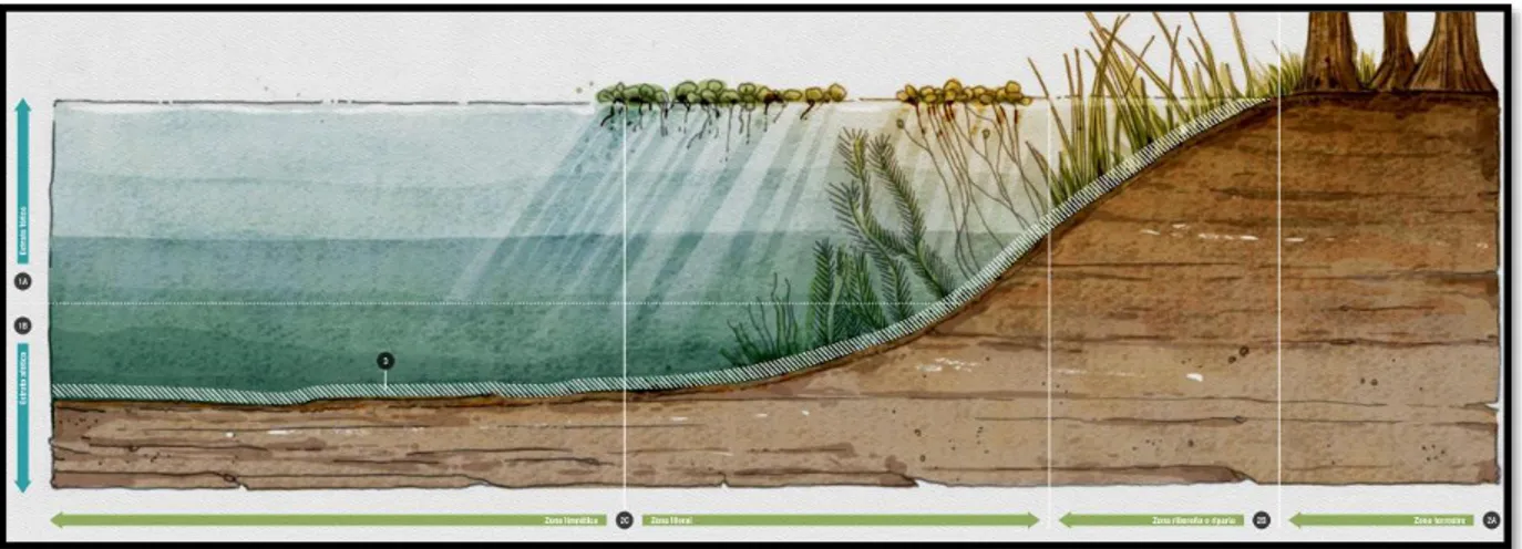 Figura 4. Zonificación del ecosistema de Humedal   Fuente: Colombia Anfibia Un país de Humedales (IAvH, 2015) 