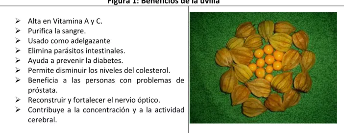 Figura 1: Beneficios de la uvilla 