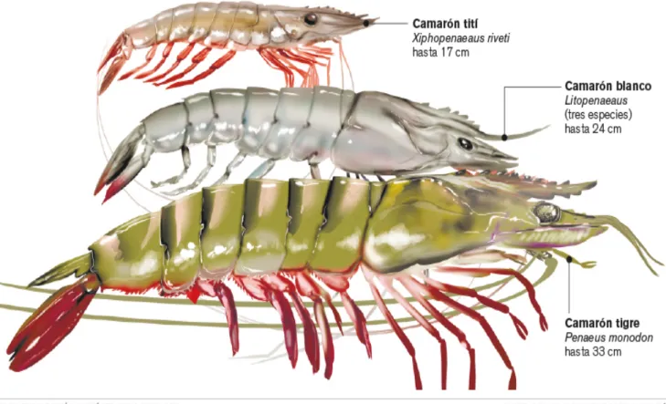 Figura  2. Esquema comparativo de tamaño del Camarón Jumbo frente a dos de las especies más importes en las  pesquerías de Colombia