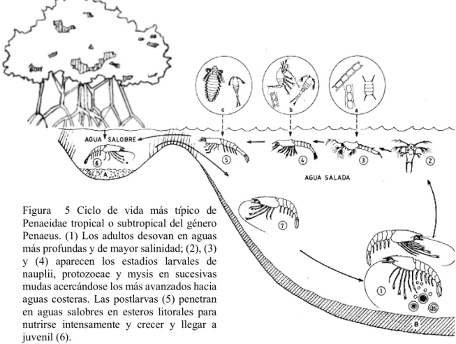 Figura    5  Ciclo  de  vida  más  típico  de  Penaeidae tropical o subtropical del género  Penaeus