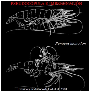 Figura  6 Espermatóforo (saco) insertado dentro del télico  cerrado de la hembra de la Penaeidae 