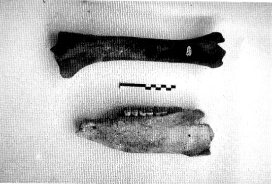 Fig. 4. Tibia izquierda y hemimandíbula izquierda de E. eaba/lus aff. ga/lieus de Praducelos.