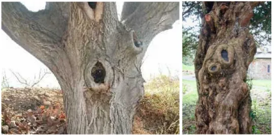 Figura 47: Fotografías de árboles que presentan ojos de buey. 