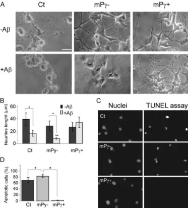FIGURE 4. PPAR ␥ overexpression protects NGF-differentiated PC12 cells from A ␤-induced damage