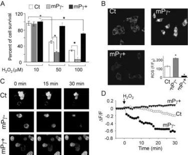 FIGURE 5. PPAR ␥ overexpression prevents oxidative stress-induced neu- neu-rodegeneration, and increases mitochondrial stability