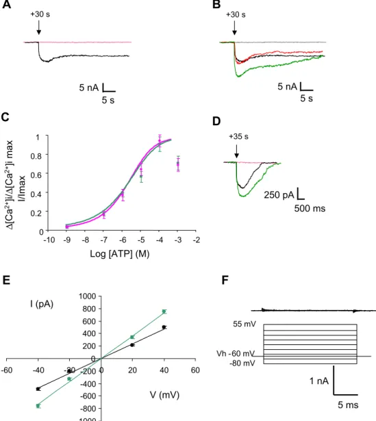 Fig. 3. Synergism of the IP 3 receptor triggered-current. (A) In whole-cell recording, 100 lM ATP induced an inward current (black line), which is blocked when ciliated cells are pre-incubated with 5 lM Xestospongin C (pink line)