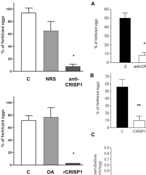 FIG. 2. Effect of anti-CRISP1 and rCRISP1 on mouse IVF. A) ZP-intact eggs were inseminated with capacitated mouse sperm in medium alone (C) or in medium containing normal rabbit IgG or anti-CRISP1, and the percentage of fertilized eggs was evaluated after 
